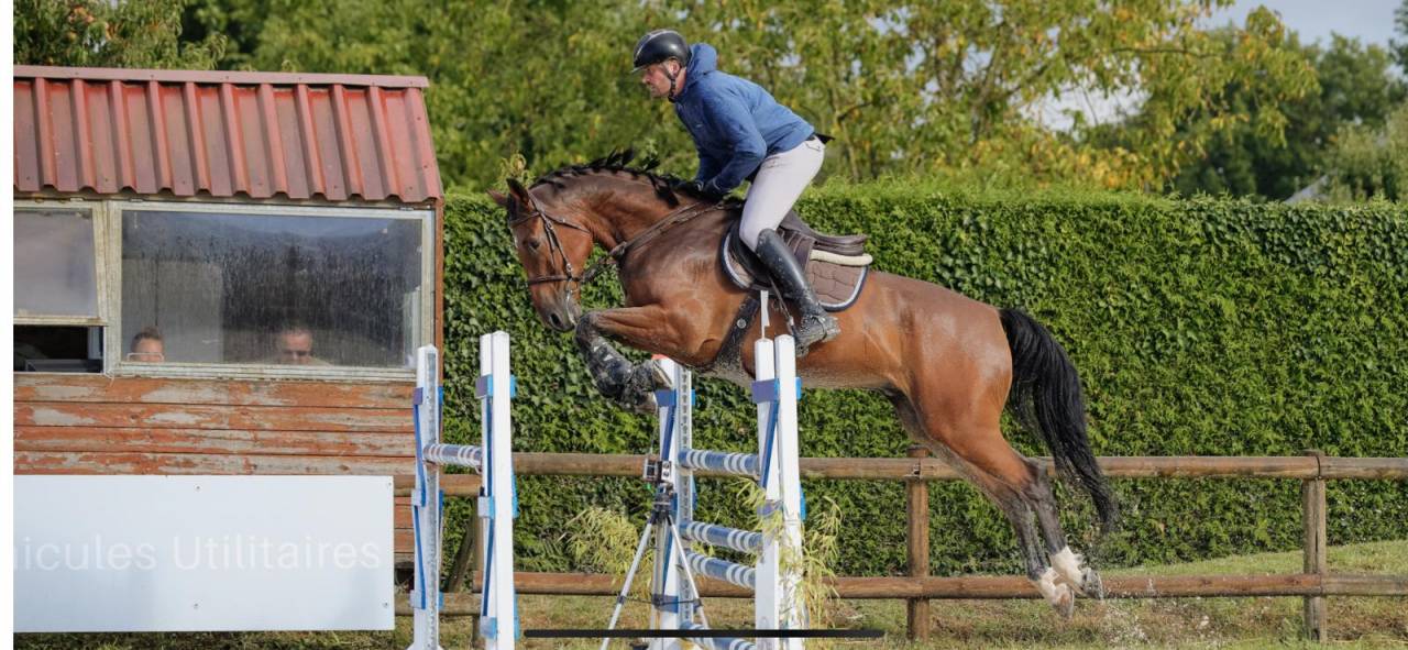 Castrone Sella Francese In vendita 2019 Baio ,  OGRION DES CHAMPS