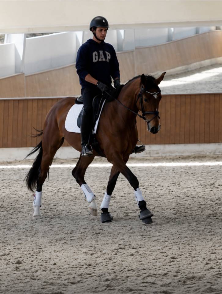 Cavalla Cavallo da Sport Danese In vendita 2022 Baio