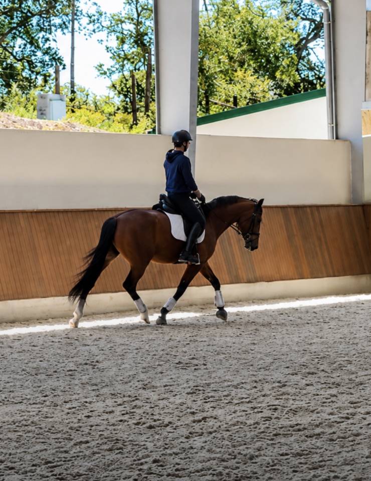 Cavalla Cavallo da Sport Danese In vendita 2022 Baio