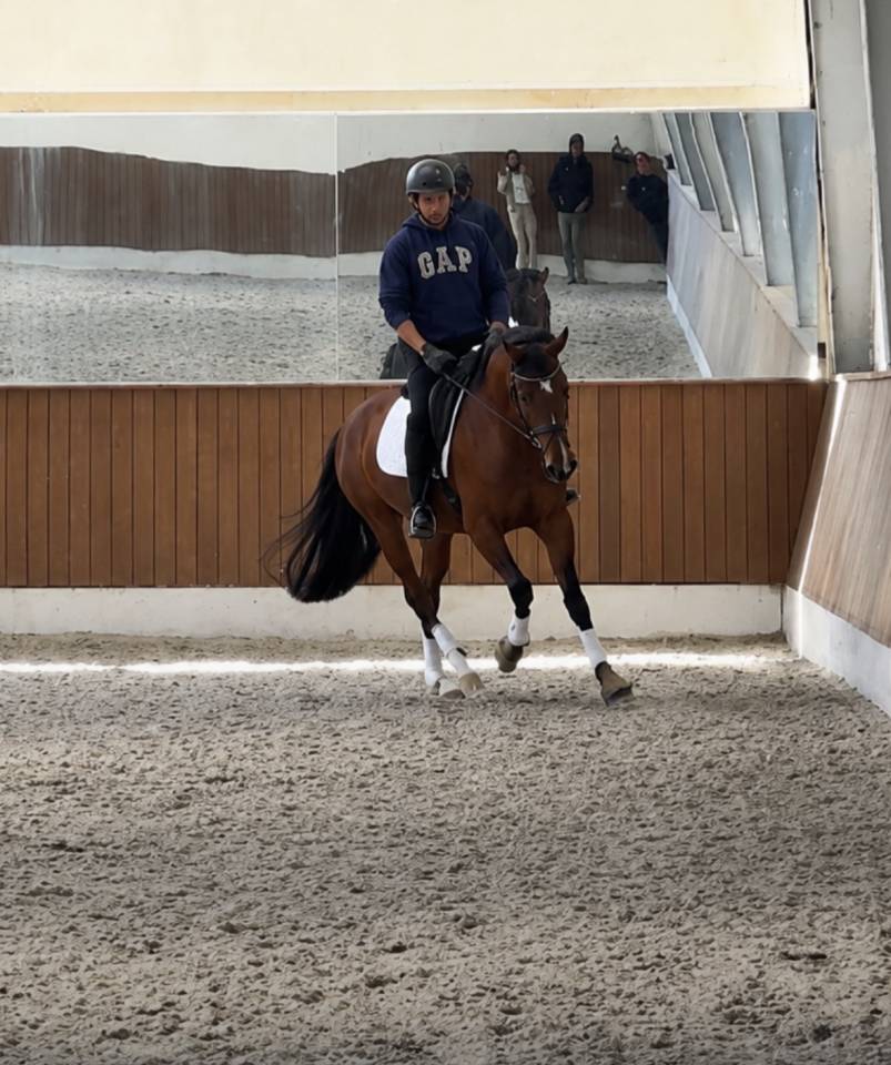 Cavalla Cavallo da Sport Danese In vendita 2022 Baio