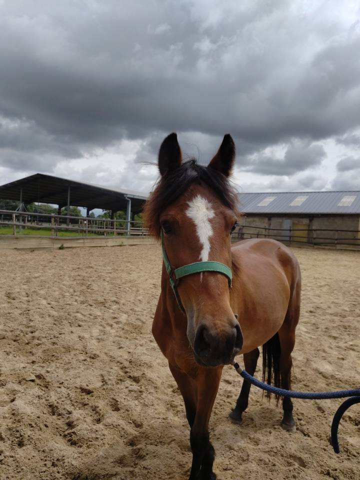 Cavalla New Forest In vendita 2023 Baio ,  Birkilds Balboa