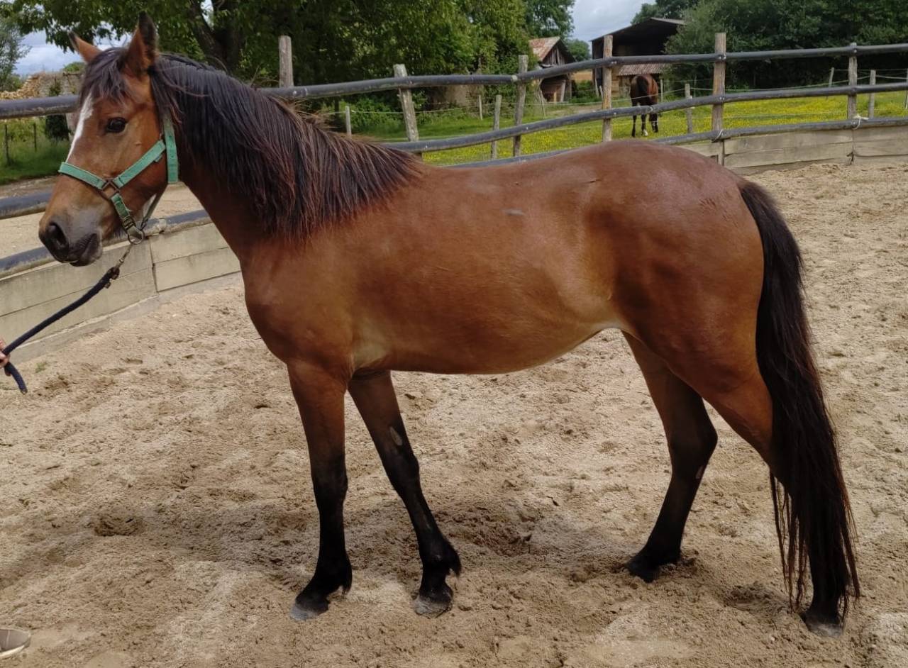 Cavalla New Forest In vendita 2023 Baio ,  Birkilds Balboa