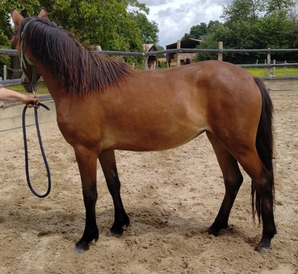 Cavalla New Forest In vendita 2023 Baio ,  Birkilds Balboa