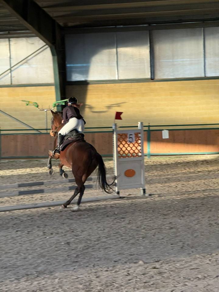 Cavallo purosangue inglese molto bravo Torino