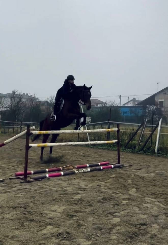 Cavallo purosangue inglese molto bravo Torino