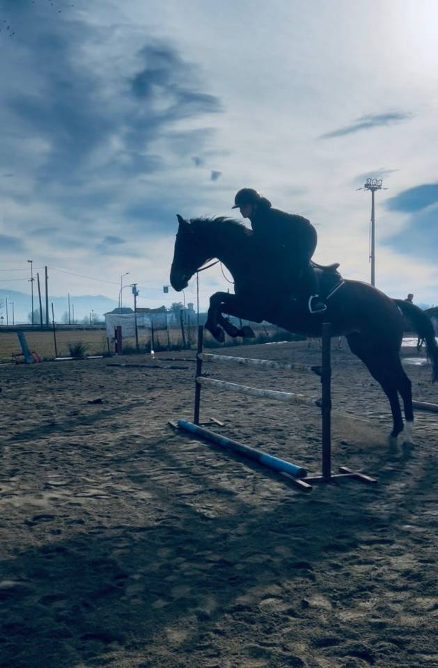 Cavallo purosangue inglese molto bravo Torino