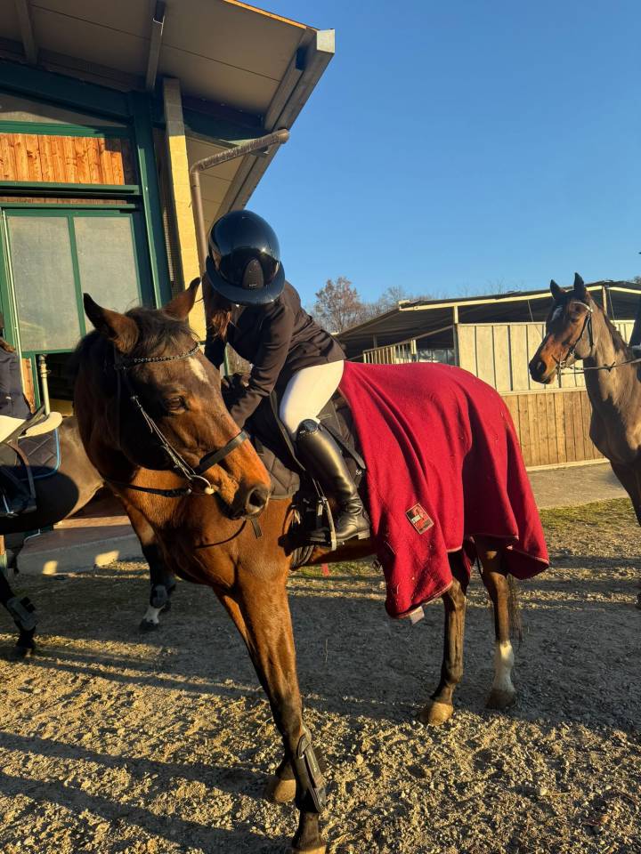 Cavallo purosangue inglese molto bravo Torino