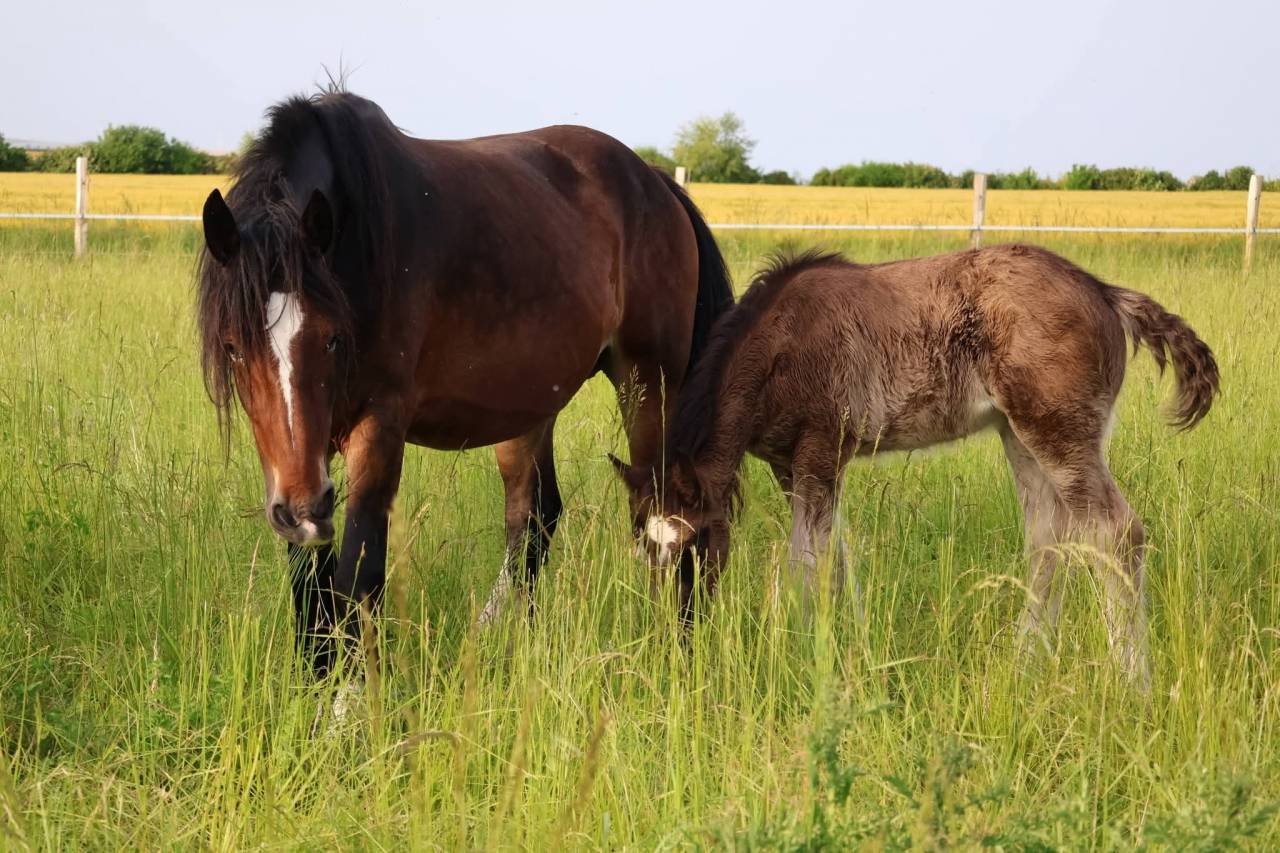 Puledra Shire In vendita 2026 Nero ,  Ruskington Quantum Lad