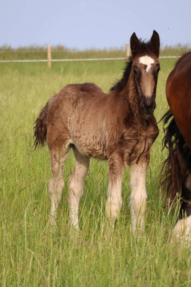Puledra Shire In vendita 2026 Nero ,  Ruskington Quantum Lad