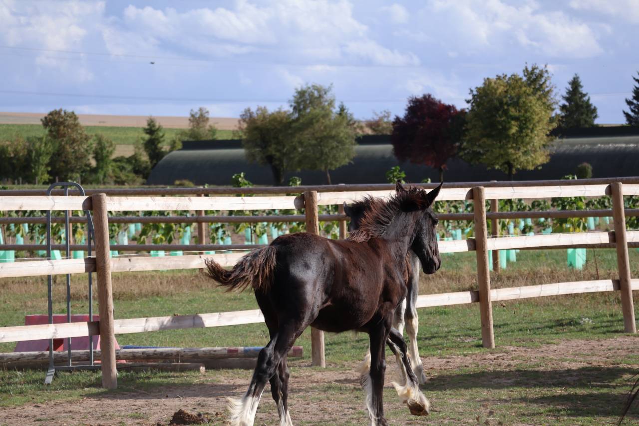 Puledra Shire In vendita 2026 Nero ,  Ruskington Quantum Lad