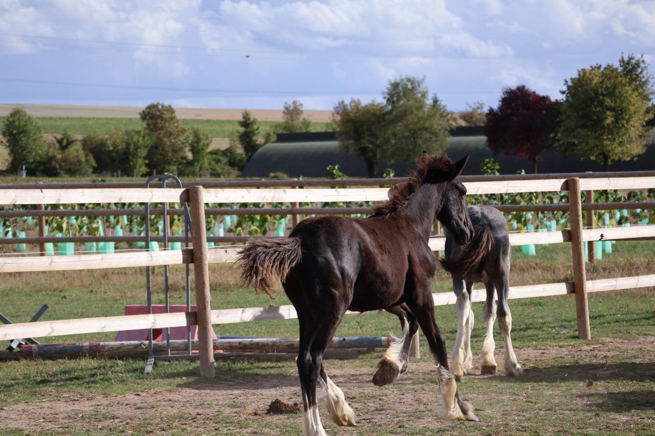 Puledra Shire In vendita 2026 Nero ,  Ruskington Quantum Lad