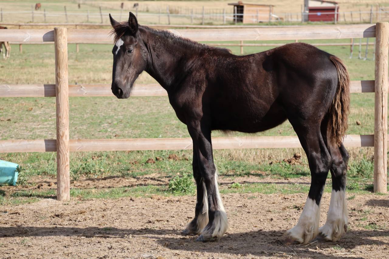 Puledra Shire In vendita 2026 Nero ,  Ruskington Quantum Lad
