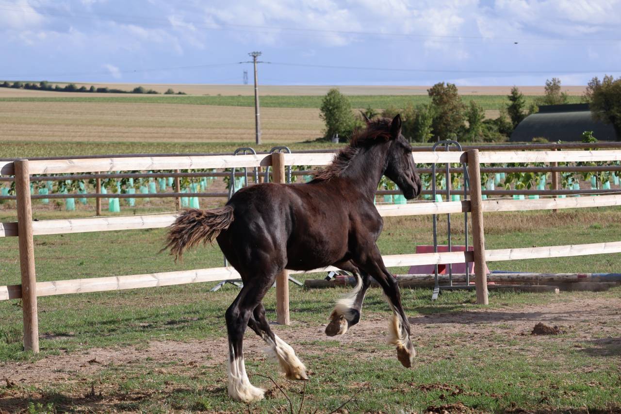 Puledra Shire In vendita 2026 Nero ,  Ruskington Quantum Lad