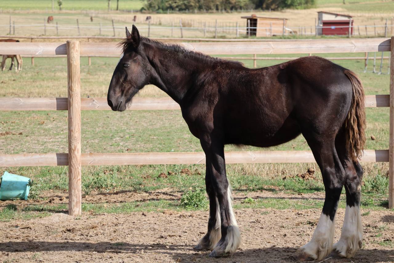 Puledra Shire In vendita 2026 Nero ,  Ruskington Quantum Lad
