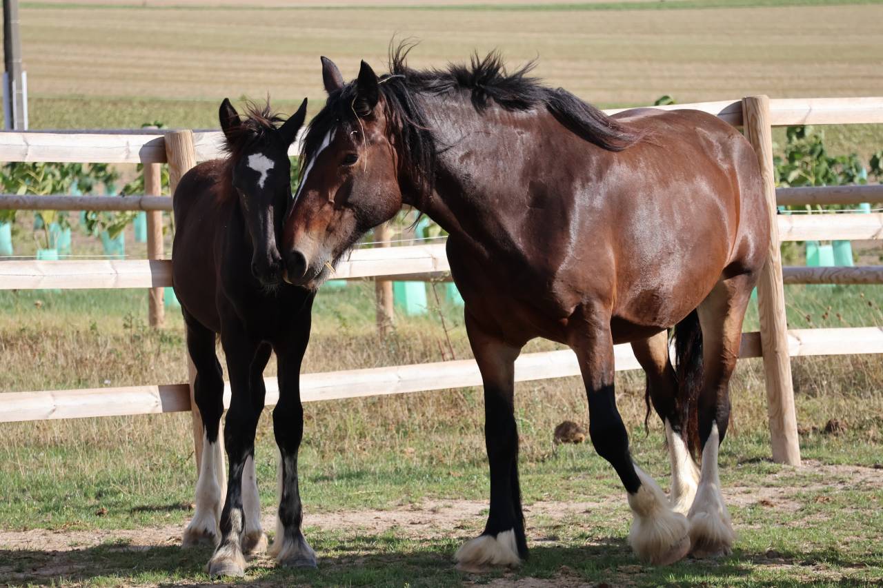 Puledra Shire In vendita 2026 Nero ,  Ruskington Quantum Lad