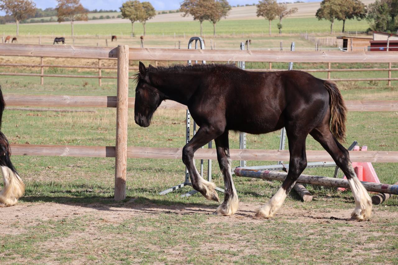 Puledra Shire In vendita 2026 Nero ,  Ruskington Quantum Lad