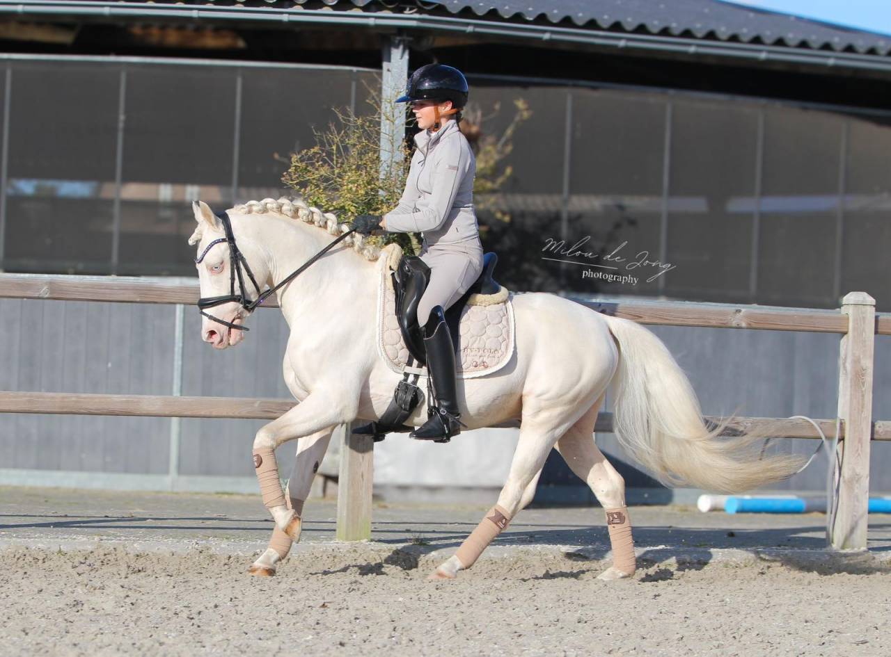 Pony Belga castrone - perfetto per il dressage 
