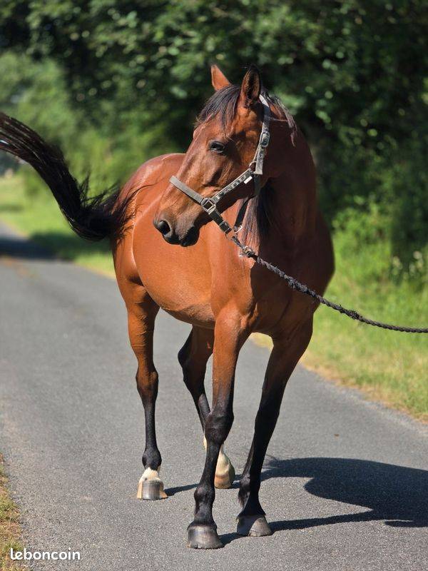 Cavalla Trottatore Francese In vendita 2016 Baio