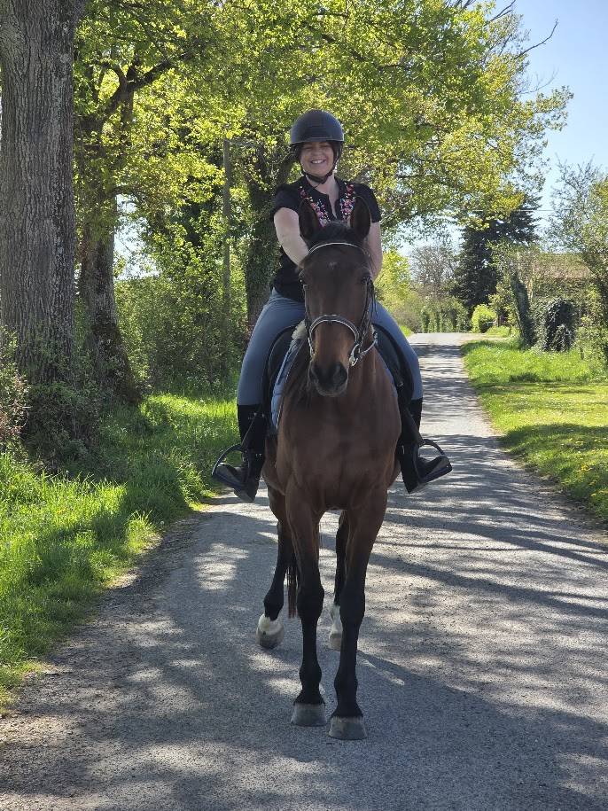 Cavalla Trottatore Francese In vendita 2016 Baio