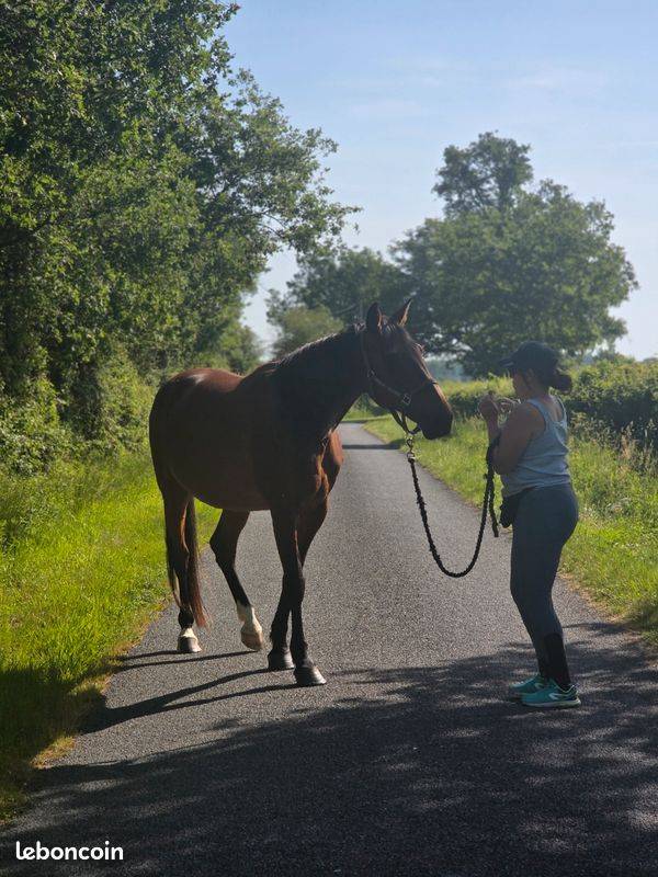 Cavalla Trottatore Francese In vendita 2016 Baio