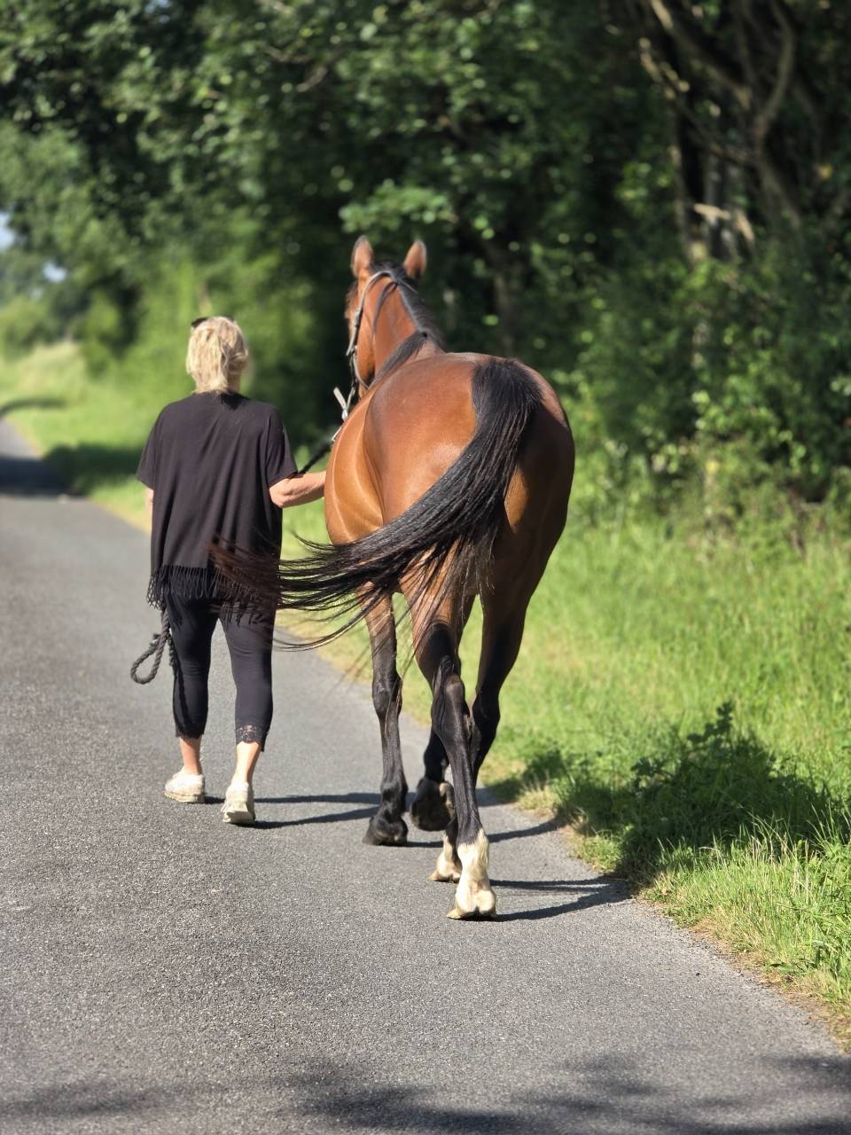 Cavalla Trottatore Francese In vendita 2016 Baio
