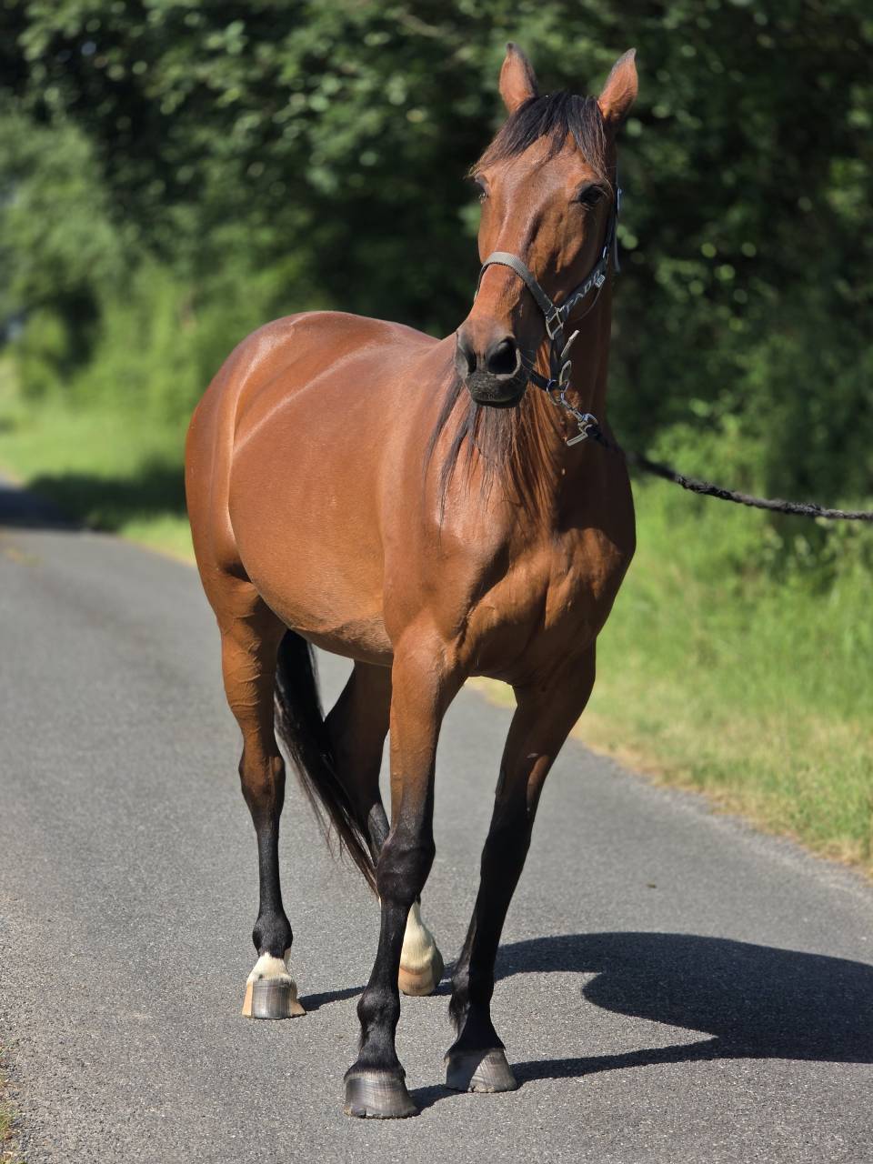 Cavalla Trottatore Francese In vendita 2016 Baio