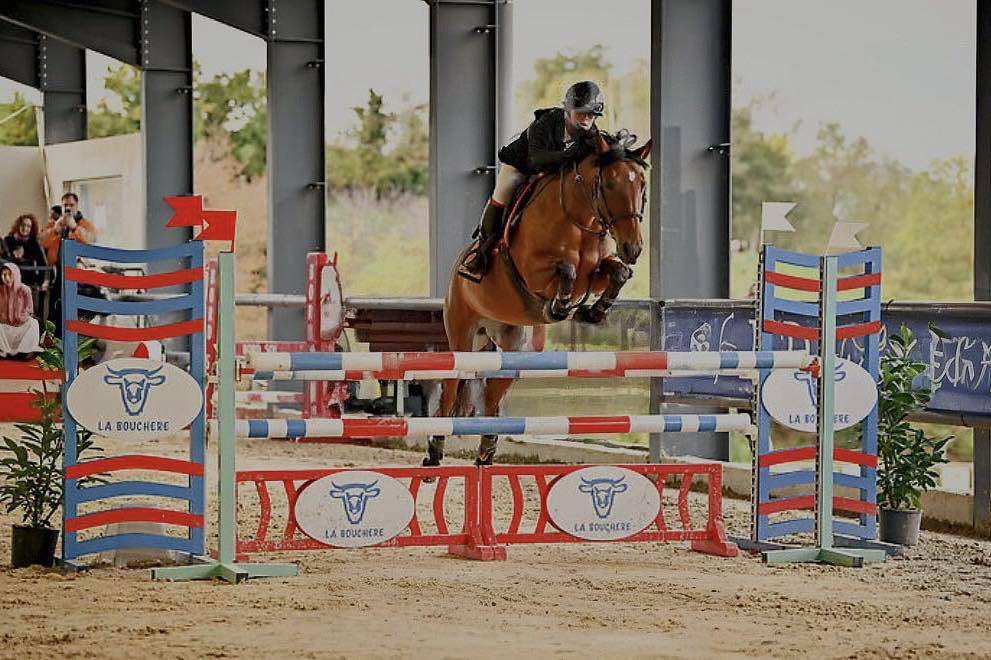 Cavalla PFS Pony Francese da Sella Noleggio 2013 Baio