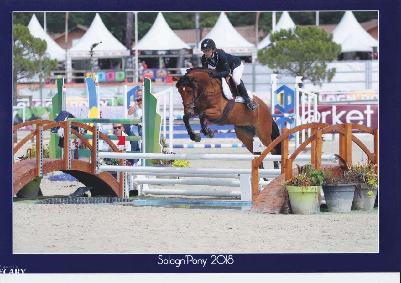 Cavalla PFS Pony Francese da Sella Noleggio 2013 Baio