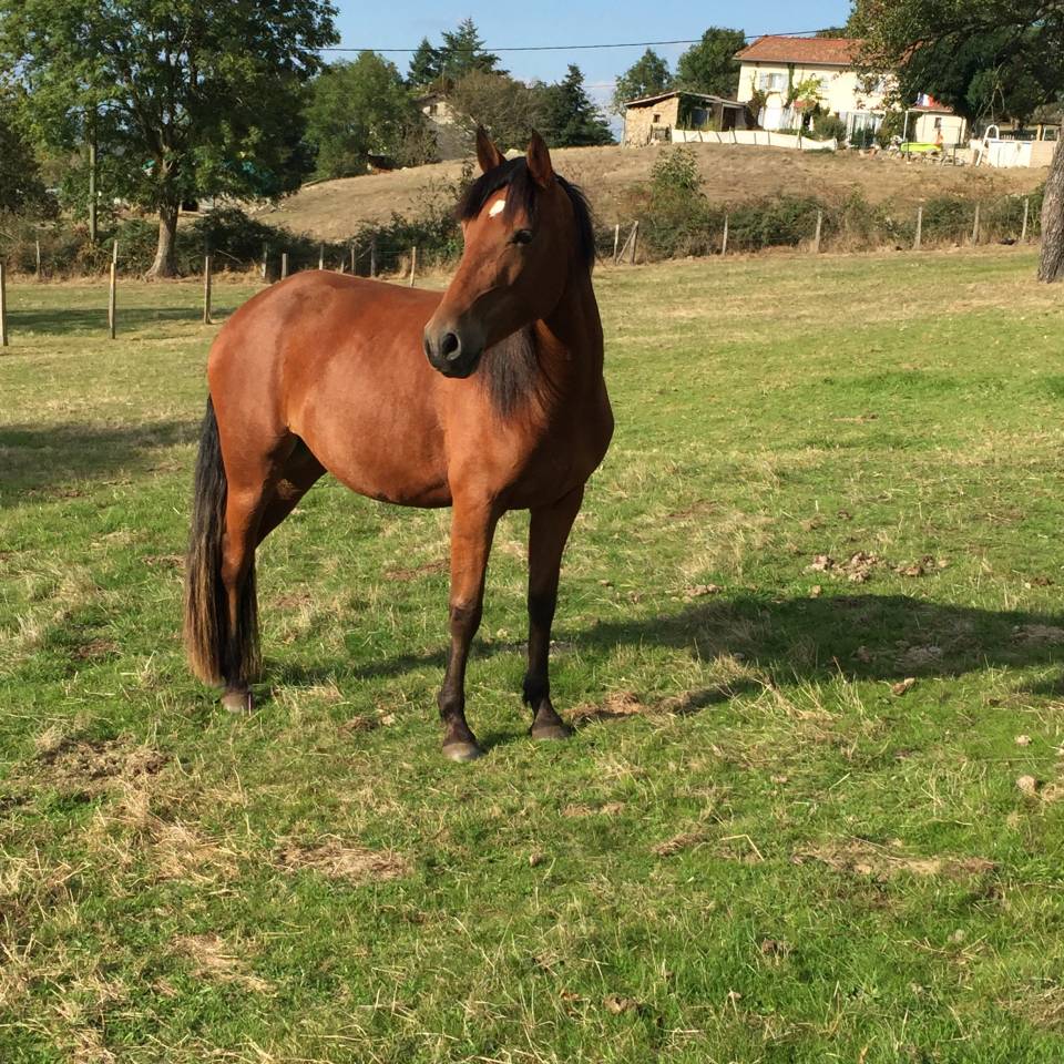 Cavalla PFS Pony Francese da Sella Noleggio 2013 Baio