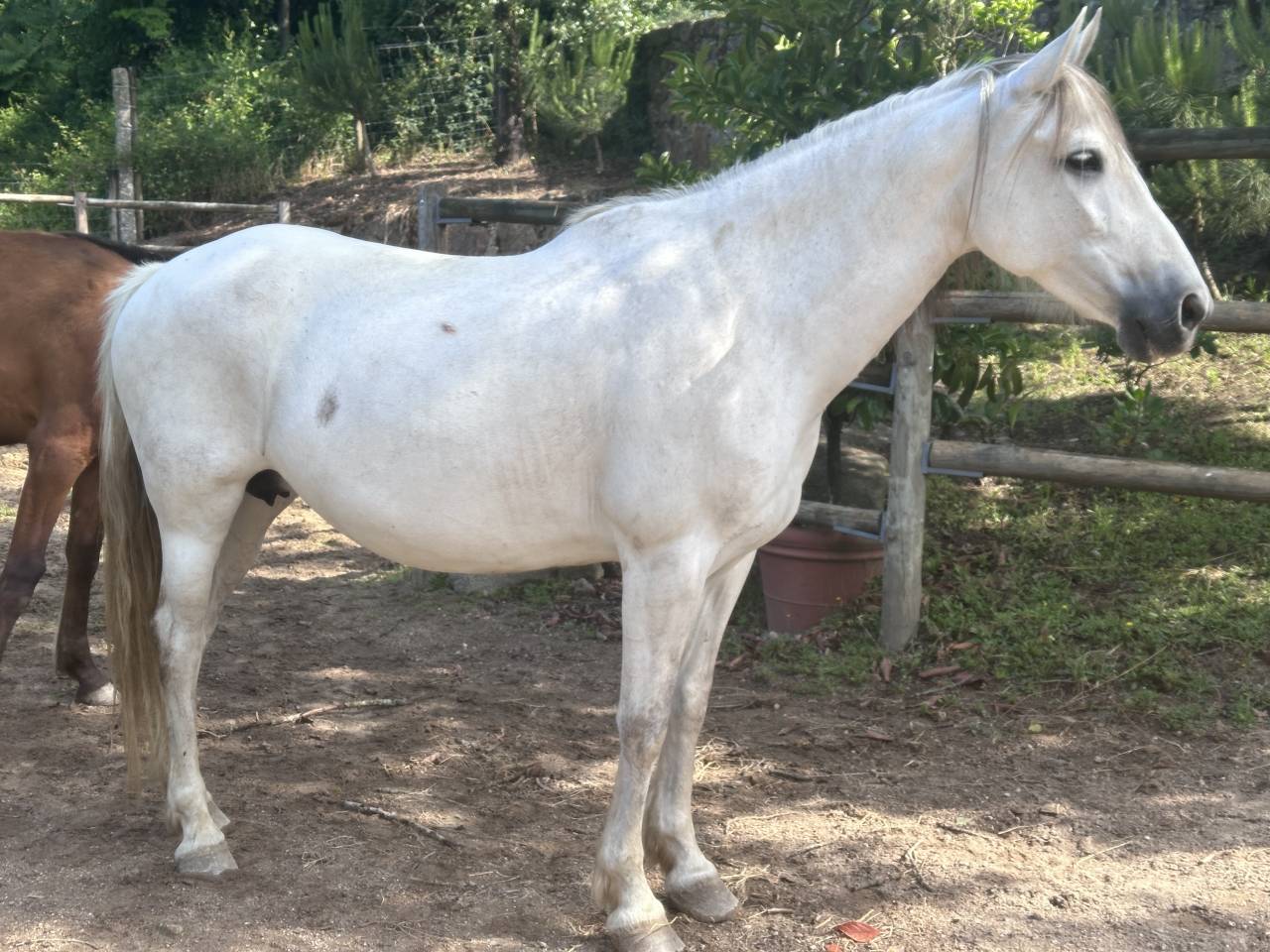Cavalla PRE Andaluso In vendita 2015 Grigio ,  GRACIOSO DI