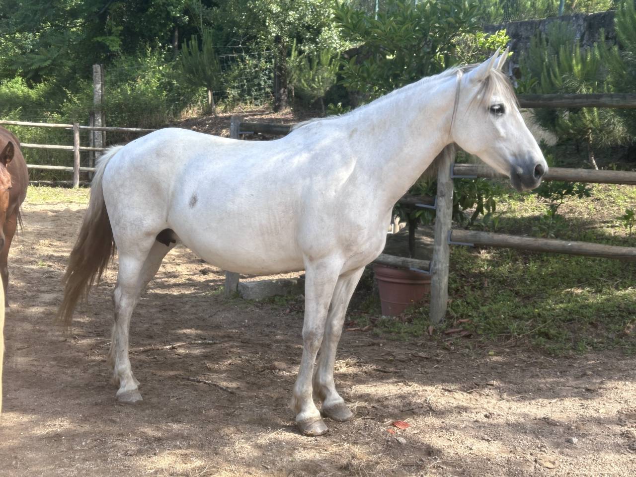 Cavalla PRE Andaluso In vendita 2015 Grigio ,  GRACIOSO DI