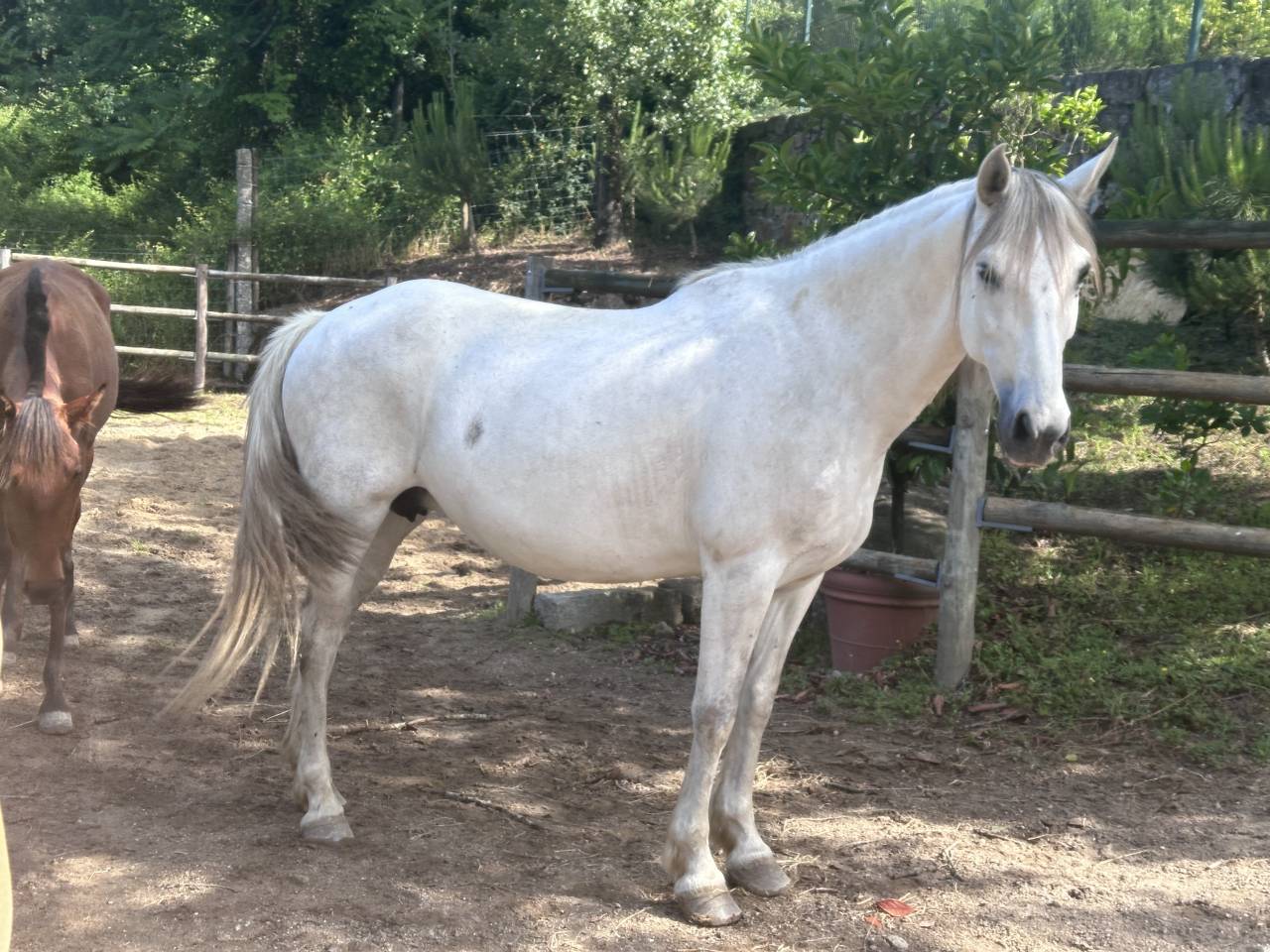Cavalla PRE Andaluso In vendita 2015 Grigio ,  GRACIOSO DI
