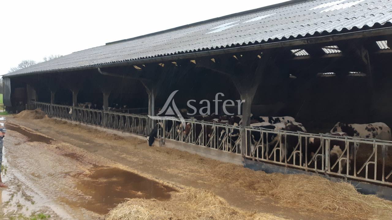 Azienda lattaia In vendita Mayenne