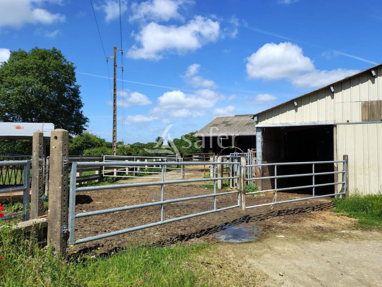 Azienda lattaia In vendita Mayenne