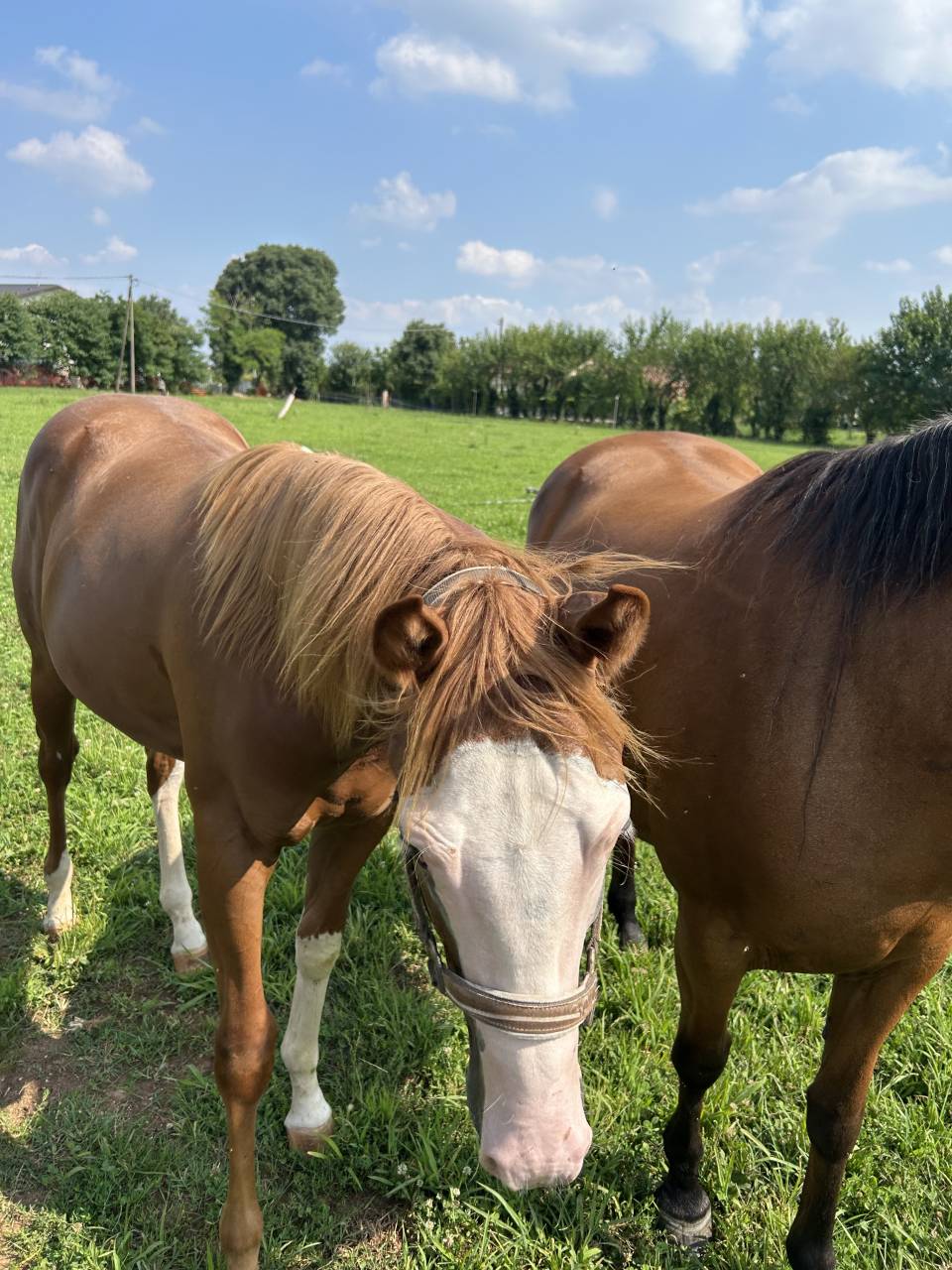 Vendesi cavallo paint di 2 anni