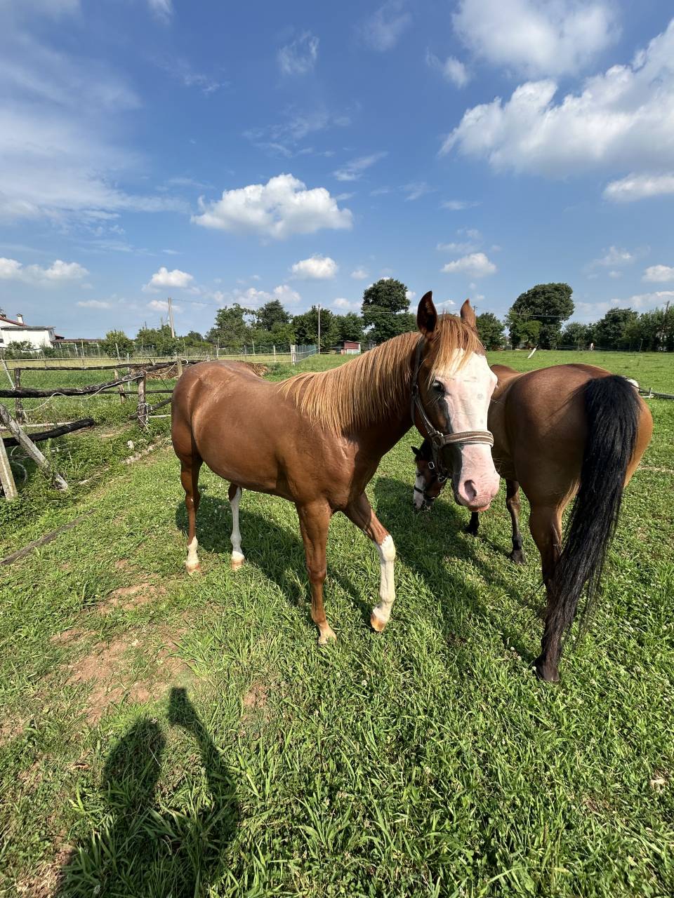 Vendesi cavallo paint di 2 anni