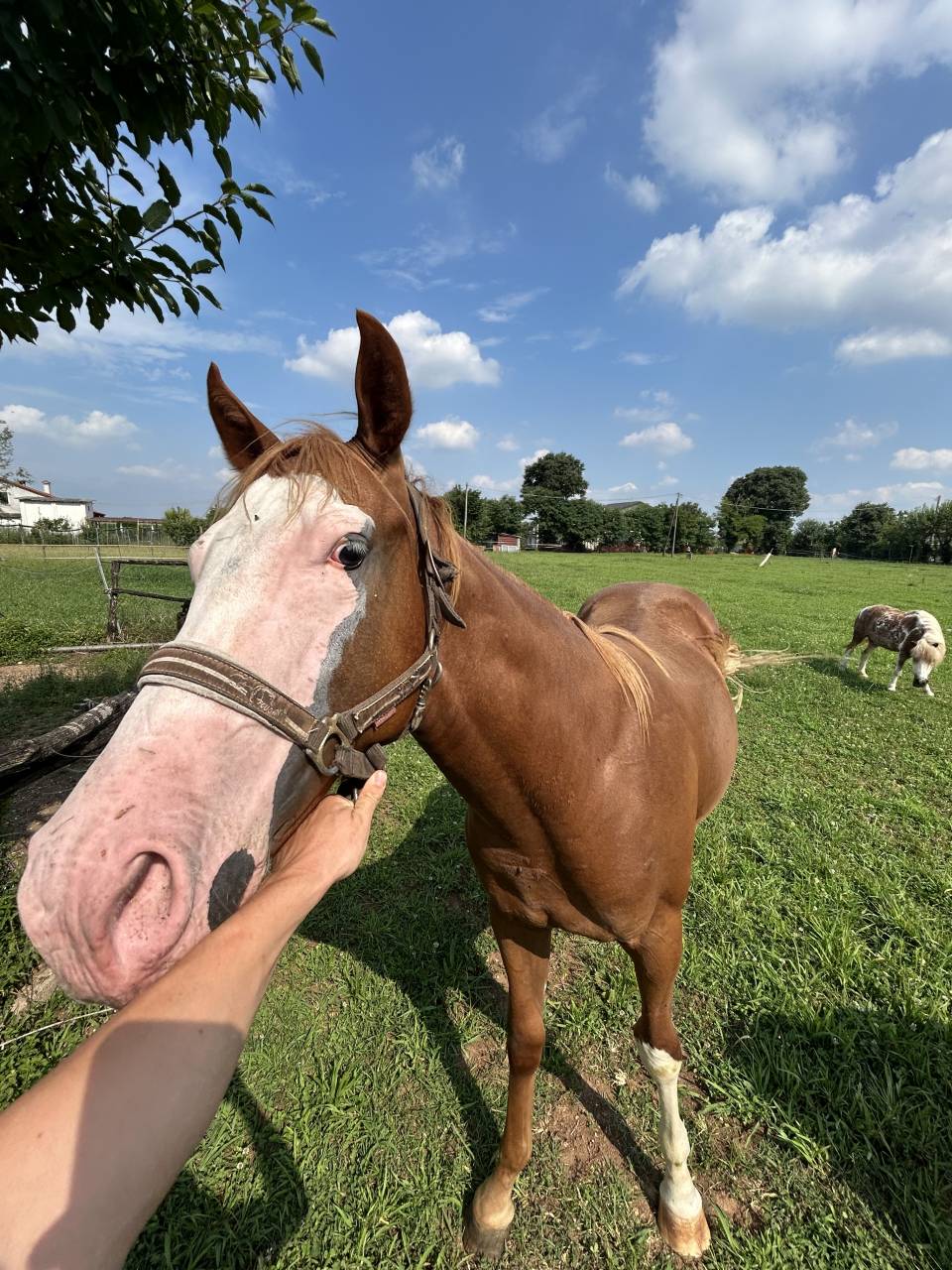 Vendesi cavallo paint di 2 anni