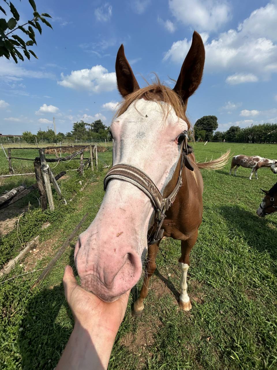 Vendesi cavallo paint di 2 anni