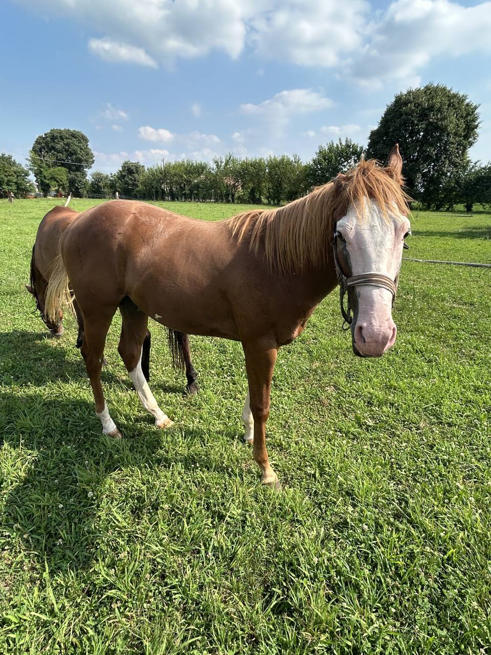 Vendesi cavallo paint di 2 anni