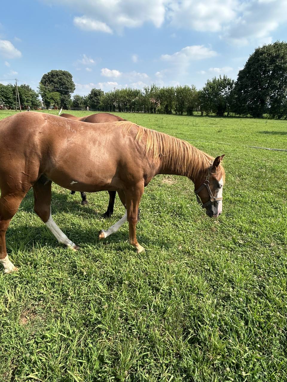 Vendesi cavallo paint di 2 anni