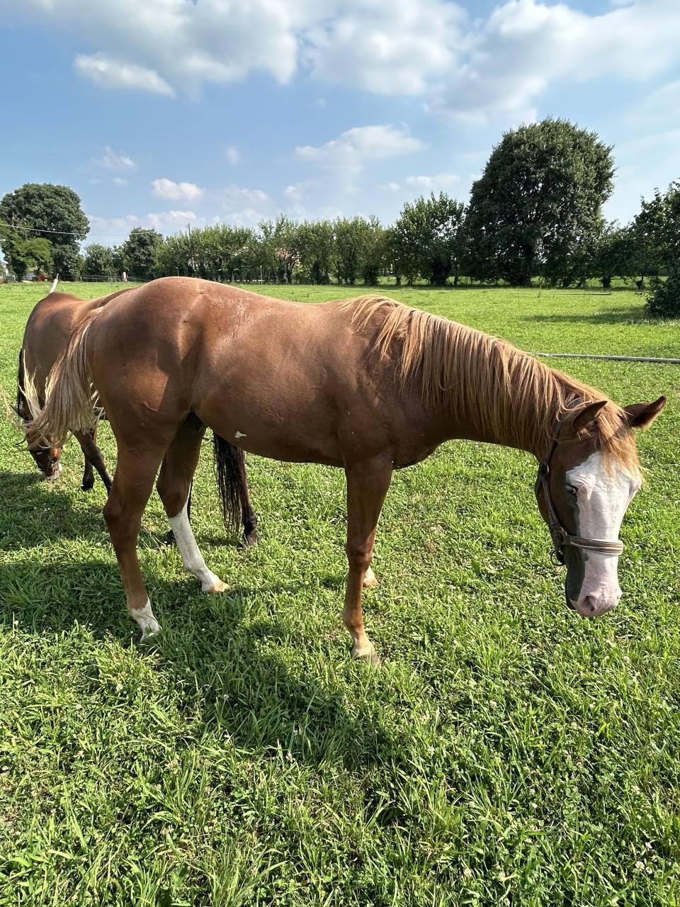 Vendesi cavallo paint di 2 anni