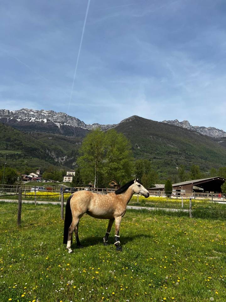 Cavalla PFS Pony Francese da Sella In vendita 2014 Isabella