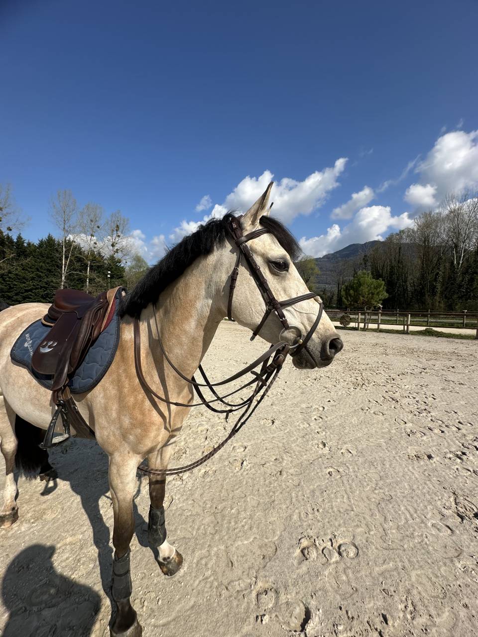 Cavalla PFS Pony Francese da Sella In vendita 2014 Isabella