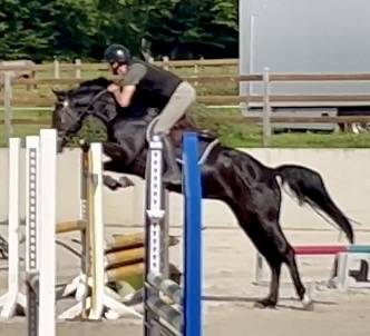 Castrone KWPN Cavallo da Sport Neerlandese In vendita 2022 Nero