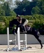 Castrone KWPN Cavallo da Sport Neerlandese In vendita 2022 Nero