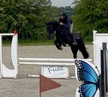 Castrone KWPN Cavallo da Sport Neerlandese In vendita 2022 Nero