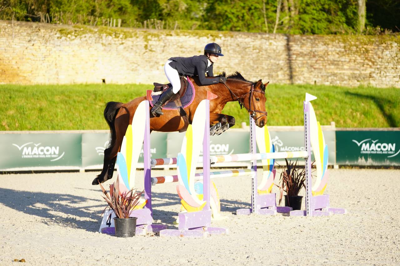 Cavalla Sella Francese In vendita 2021 Baio