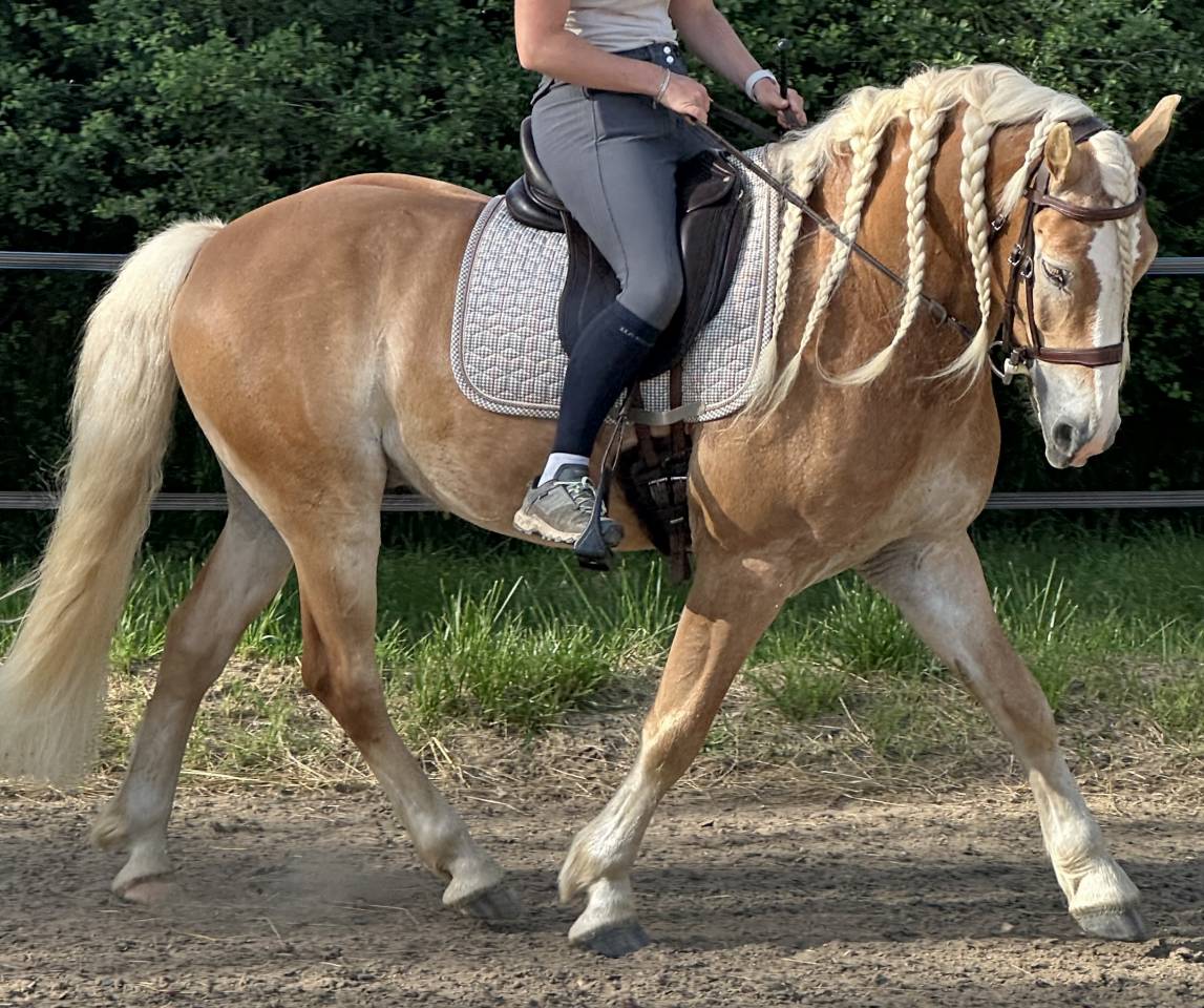 Castrone Haflinger In vendita 2019 Crine lavato ,  VOLTAIRE PENN