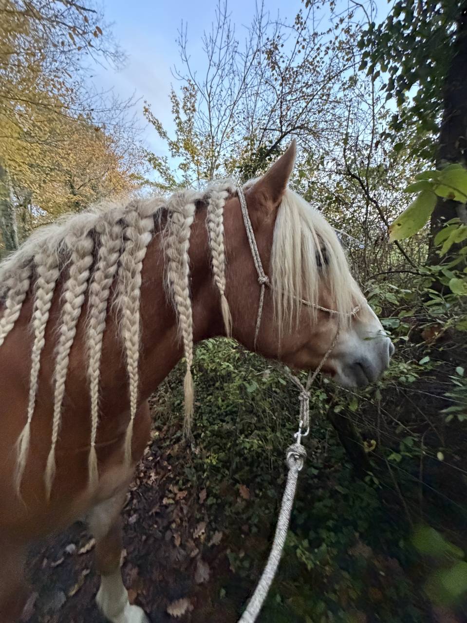 Castrone Haflinger In vendita 2019 Crine lavato ,  VOLTAIRE PENN