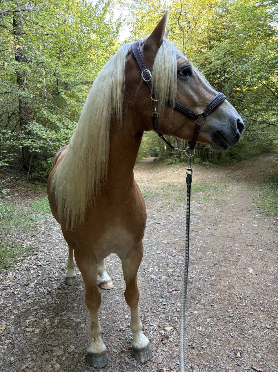 Castrone Haflinger In vendita 2019 Crine lavato ,  VOLTAIRE PENN